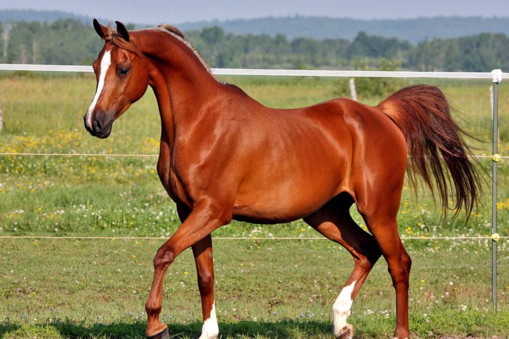 Cuidado Equino: Cómo Mantener la Salud y Bienestar de tu Caballo