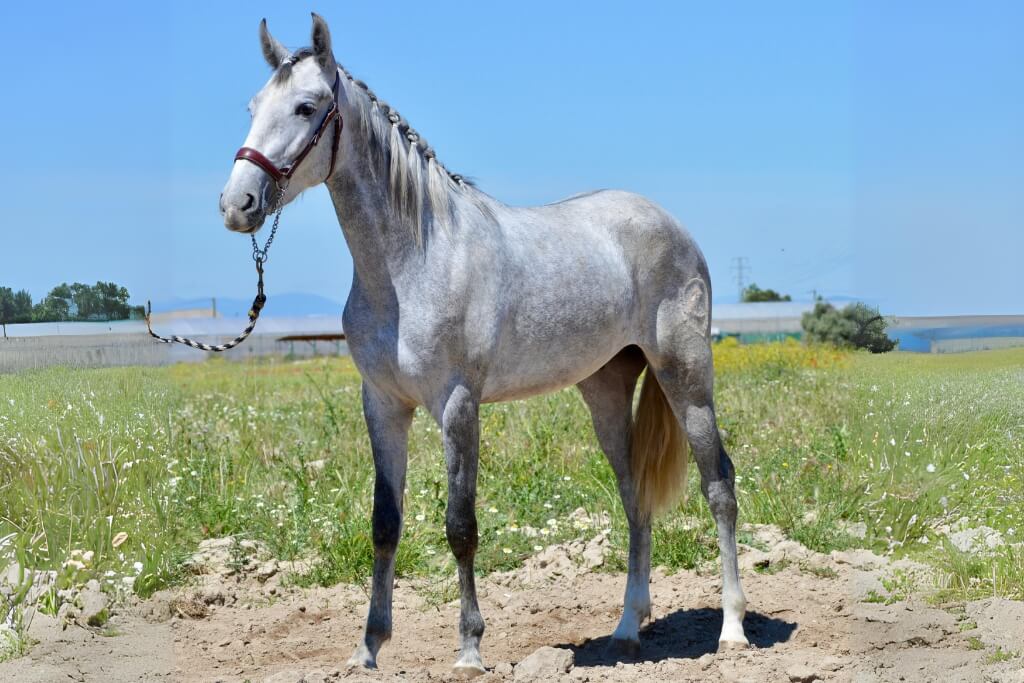 YACO DEL ESPINO