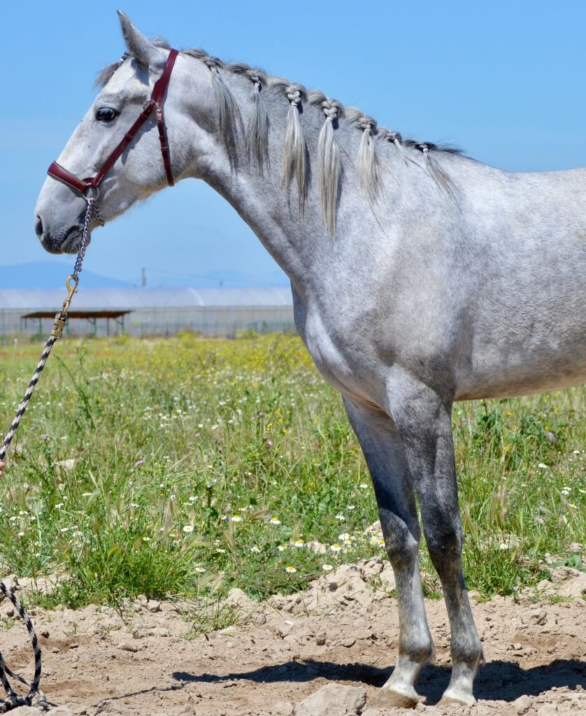 YACO DEL ESPINO