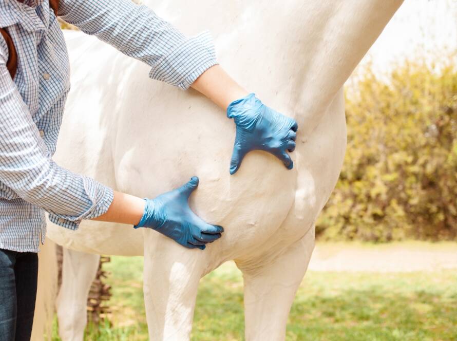 La Ciencia del Cuidado de Caballos: Salud y Bienestar