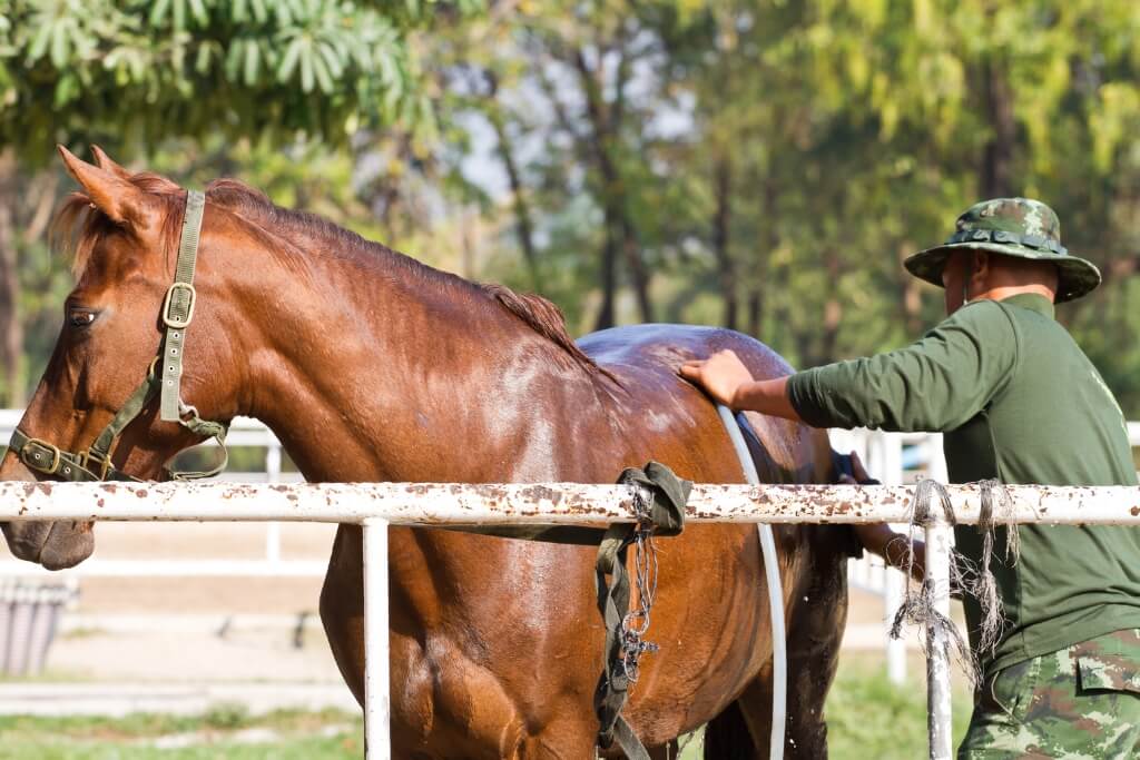 Guía completa para el aseo y la higiene de caballos