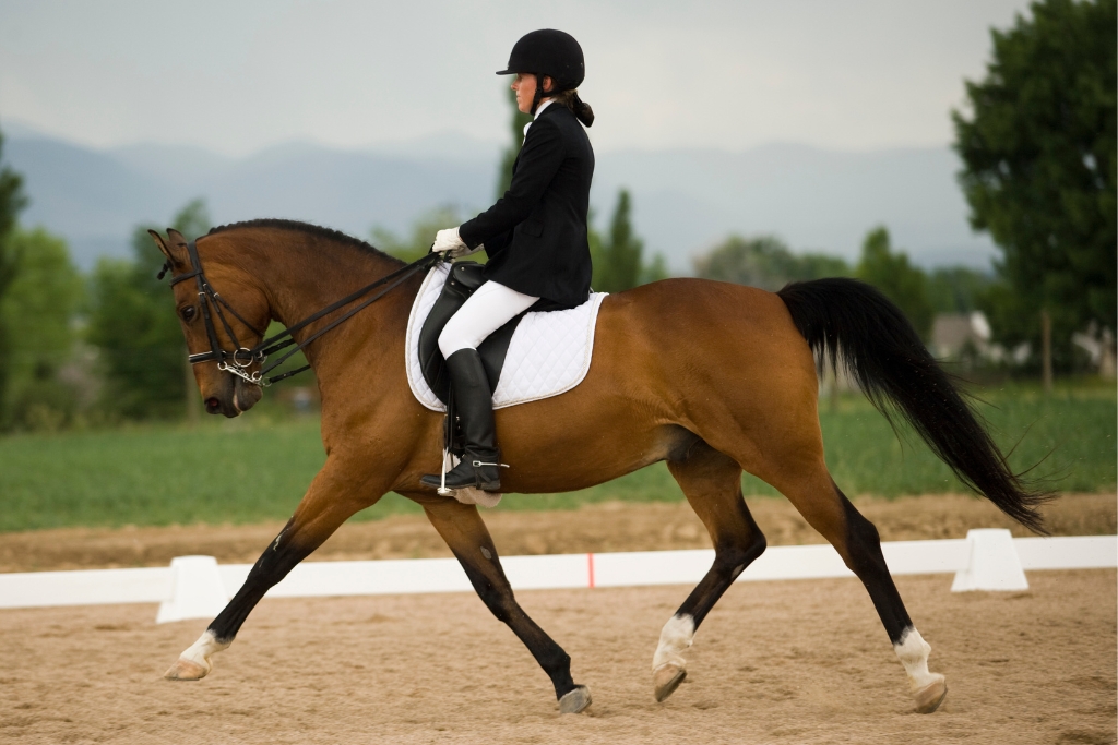 Elegancia y Fuerza: El Impacto Duradero de los Caballos en la Humanidad