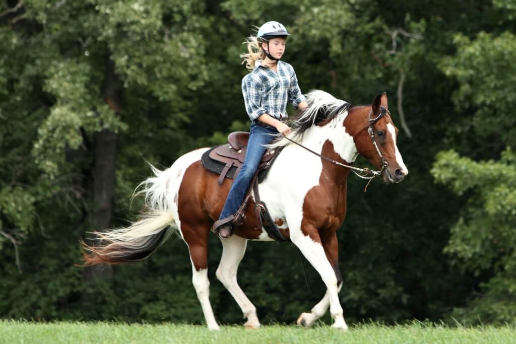 Guía completa para el aseo y la higiene de caballos