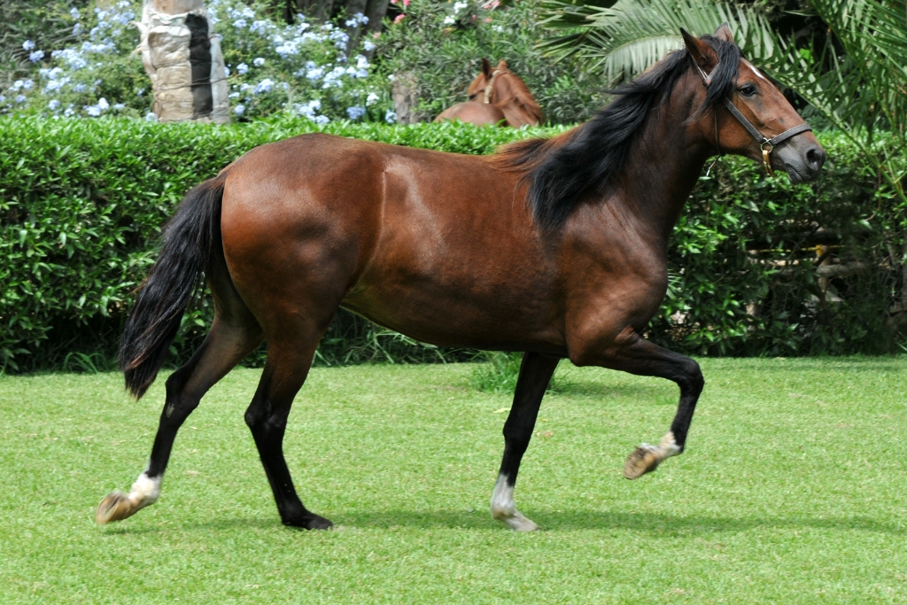 La Ciencia del Cuidado de Caballos: Salud y Bienestar