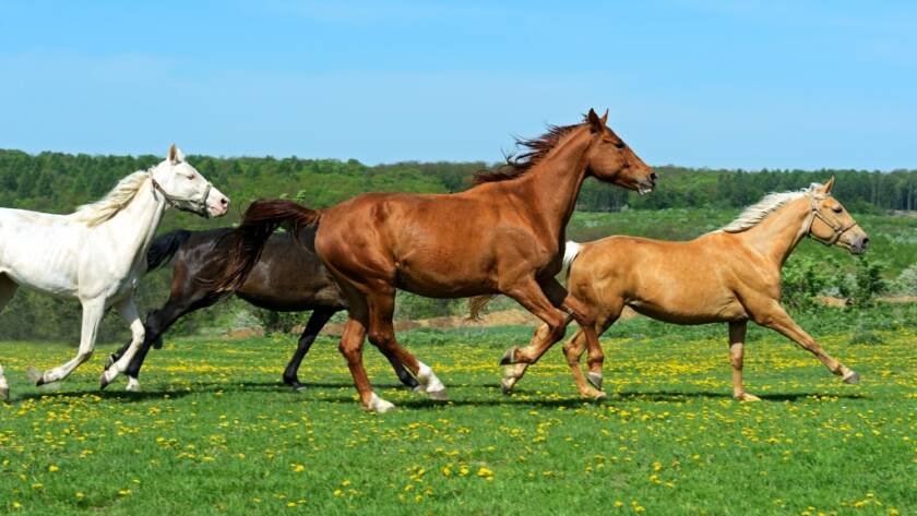 Elegancia y Fuerza: El Impacto Duradero de los Caballos en la Humanidad