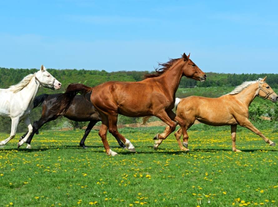 Elegancia y Fuerza: El Impacto Duradero de los Caballos en la Humanidad