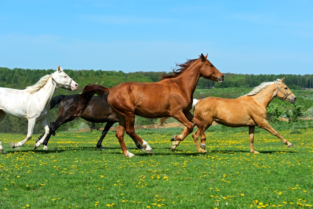 Elegancia y Fuerza: El Impacto Duradero de los Caballos en la Humanidad