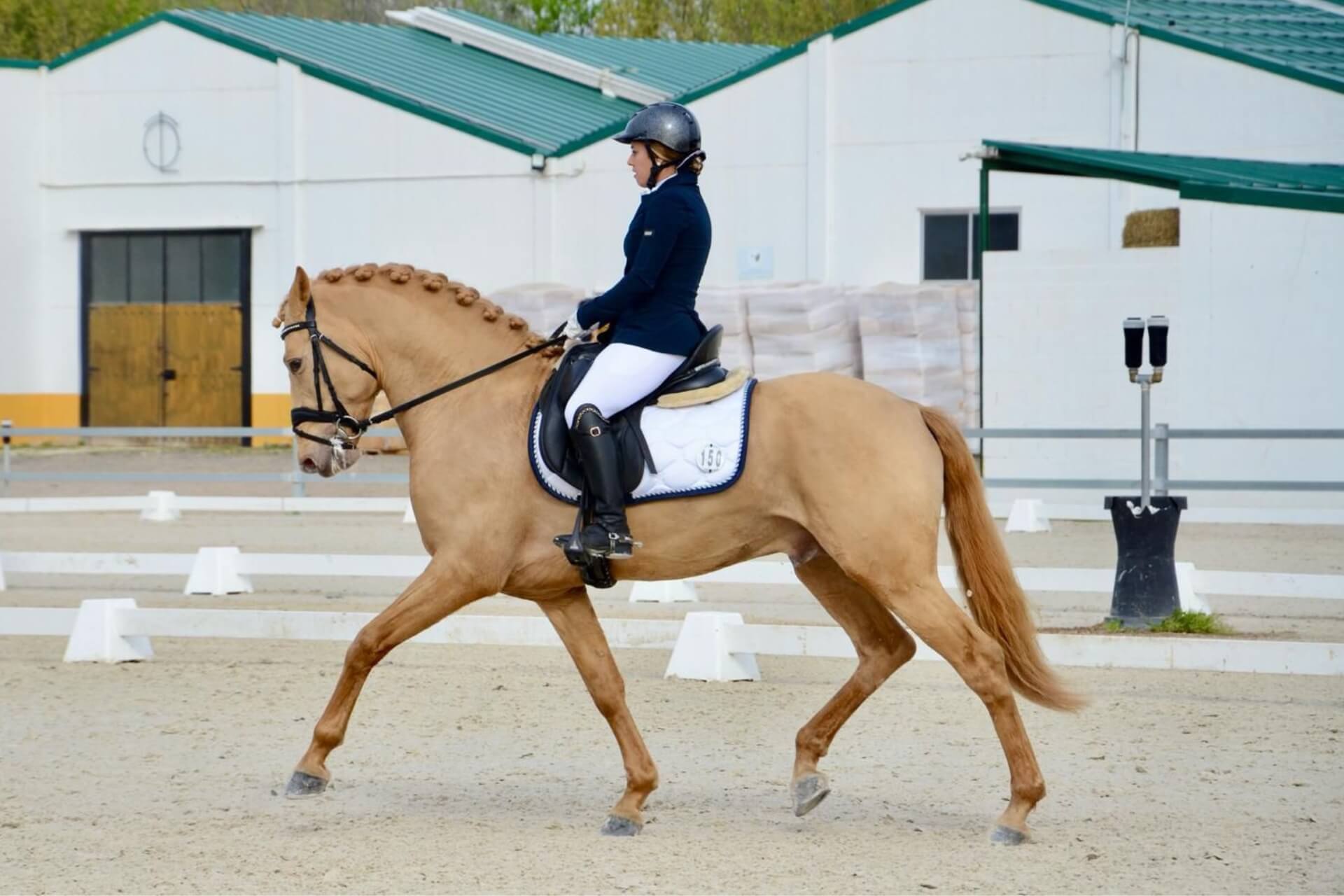 El Arte y la Ciencia Detrás del Trote Elegante de los Caballos