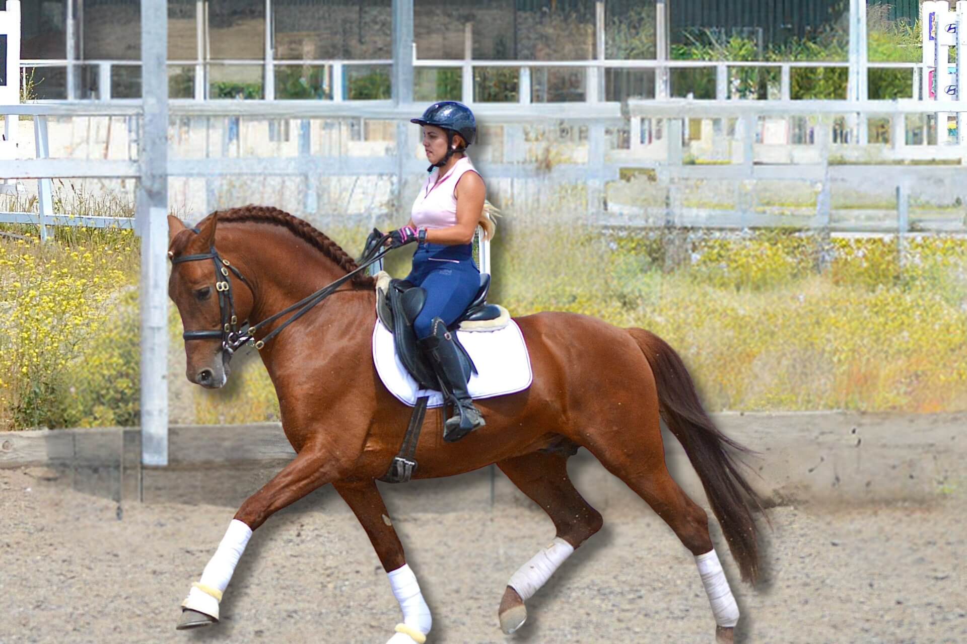 El Arte y la Ciencia Detrás del Trote Elegante de los Caballos