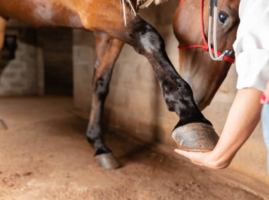 La Importancia de Prevenir y Tratar las Fracturas en los Caballos