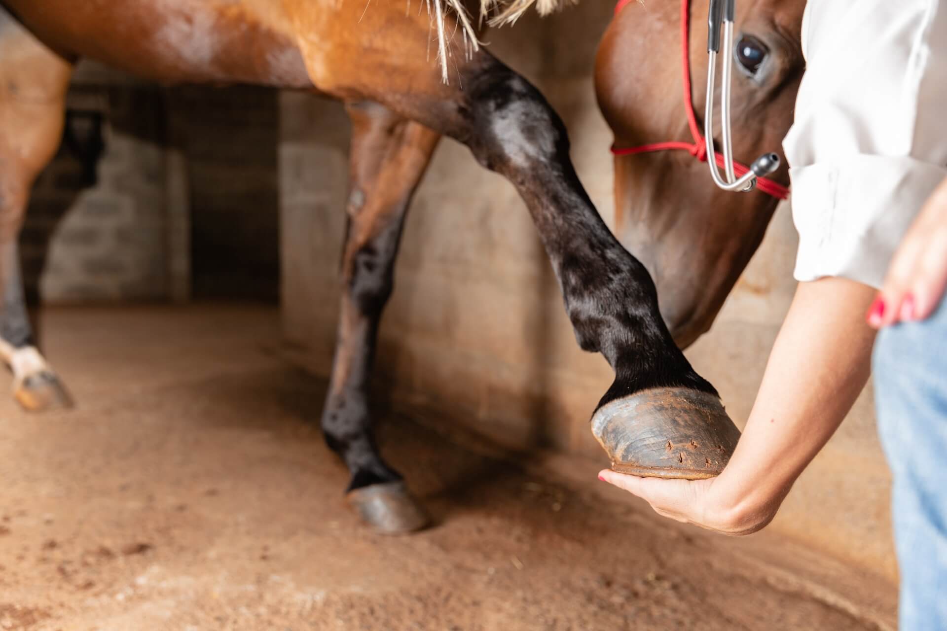 La Importancia de Prevenir y Tratar las Fracturas en los Caballos