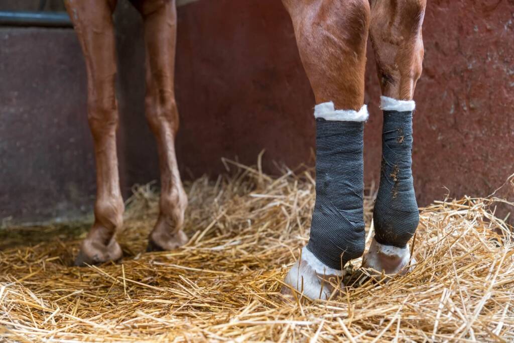 La Importancia de Prevenir y Tratar las Fracturas en los Caballos