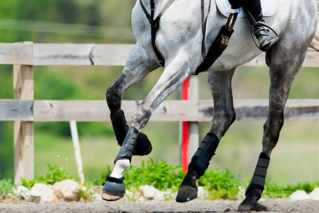 La Importancia de Prevenir y Tratar las Fracturas en los Caballos