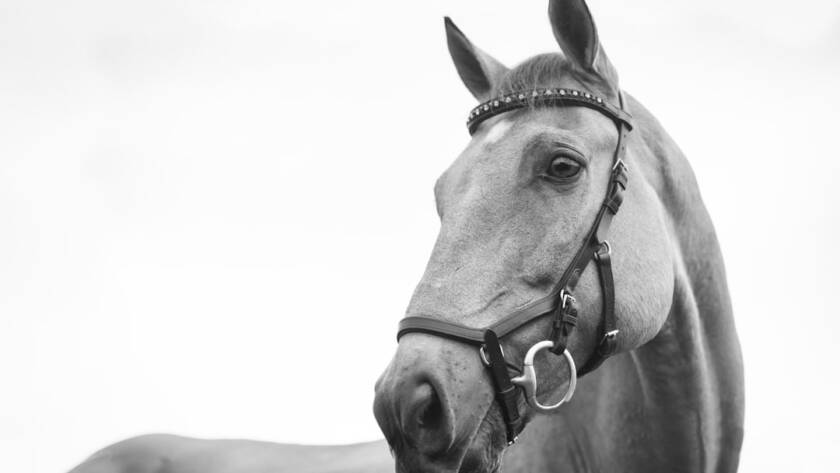 Guía completa para el aseo y la higiene de caballos