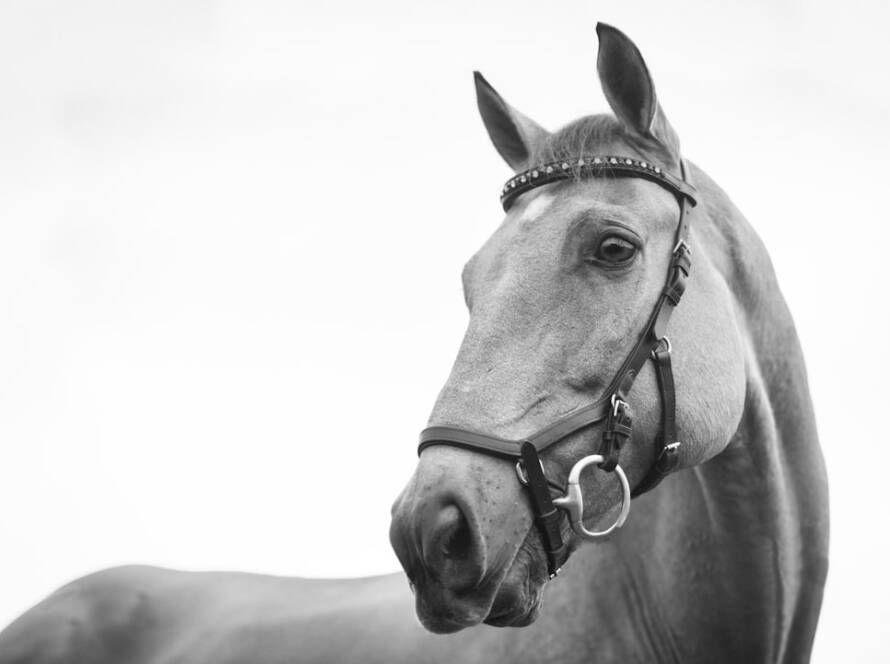 Guía completa para el aseo y la higiene de caballos