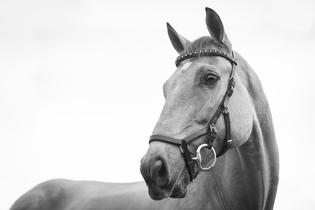 Guía completa para el aseo y la higiene de caballos