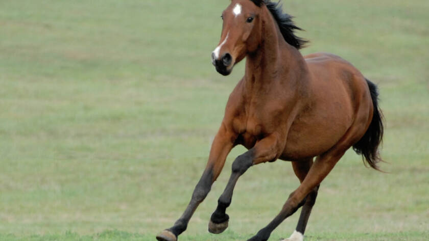 La Importancia de una Dieta Equilibrada para Caballos