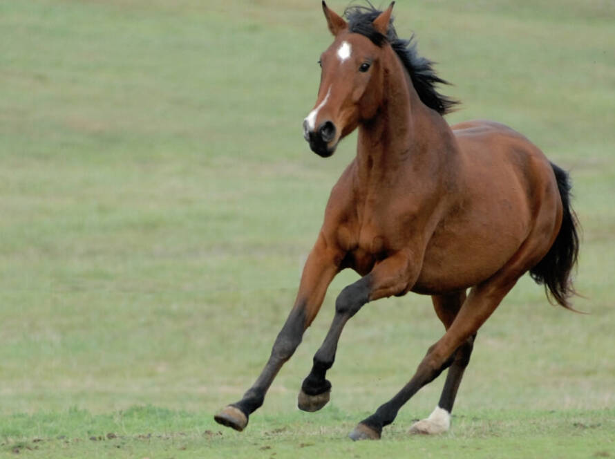 La Importancia de una Dieta Equilibrada para Caballos