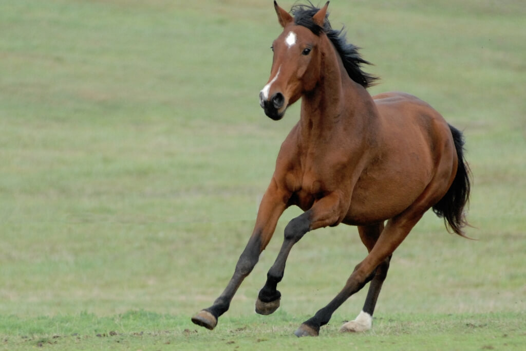La Importancia de una Dieta Equilibrada para Caballos
