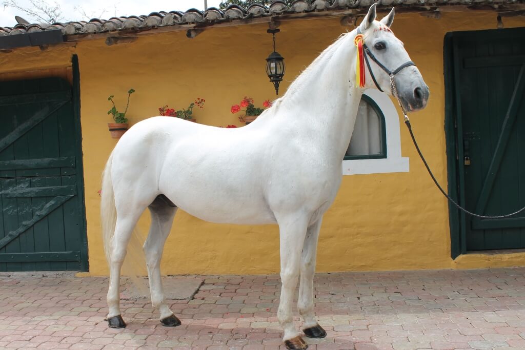 La Importancia de una Dieta Equilibrada para Caballos