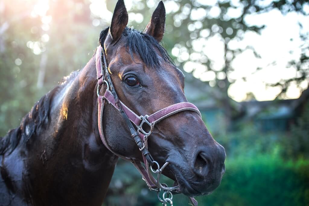 Mantener a tu Caballo en Óptimas Condiciones de Salud