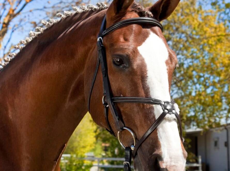 Mantener a tu Caballo en Óptimas Condiciones de Salud