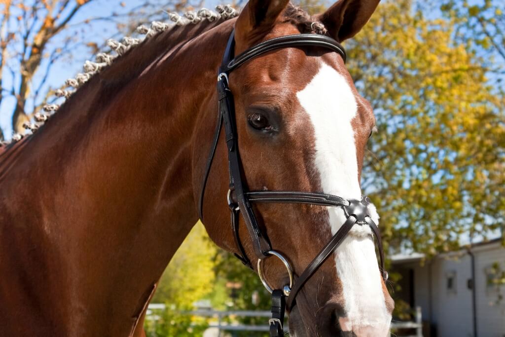 Mantener a tu Caballo en Óptimas Condiciones de Salud