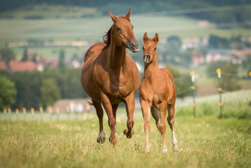 Mantener a tu Caballo en Óptimas Condiciones de Salud