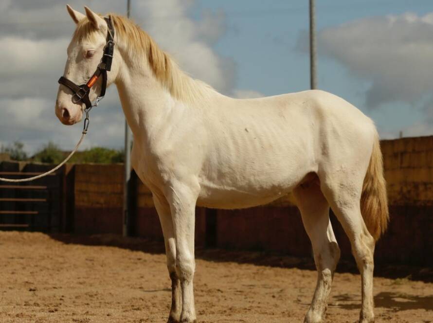 Caballos en venta: Encuentra al Compañero Perfecto para tus Aventuras