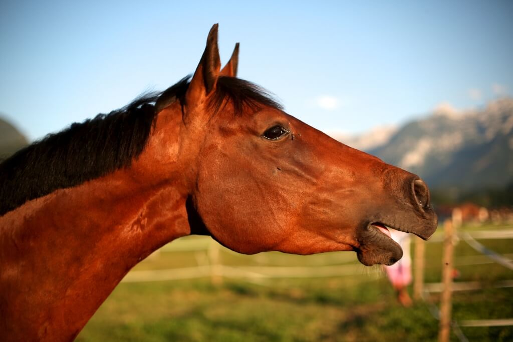 La Importancia de una Dieta Equilibrada para Caballos