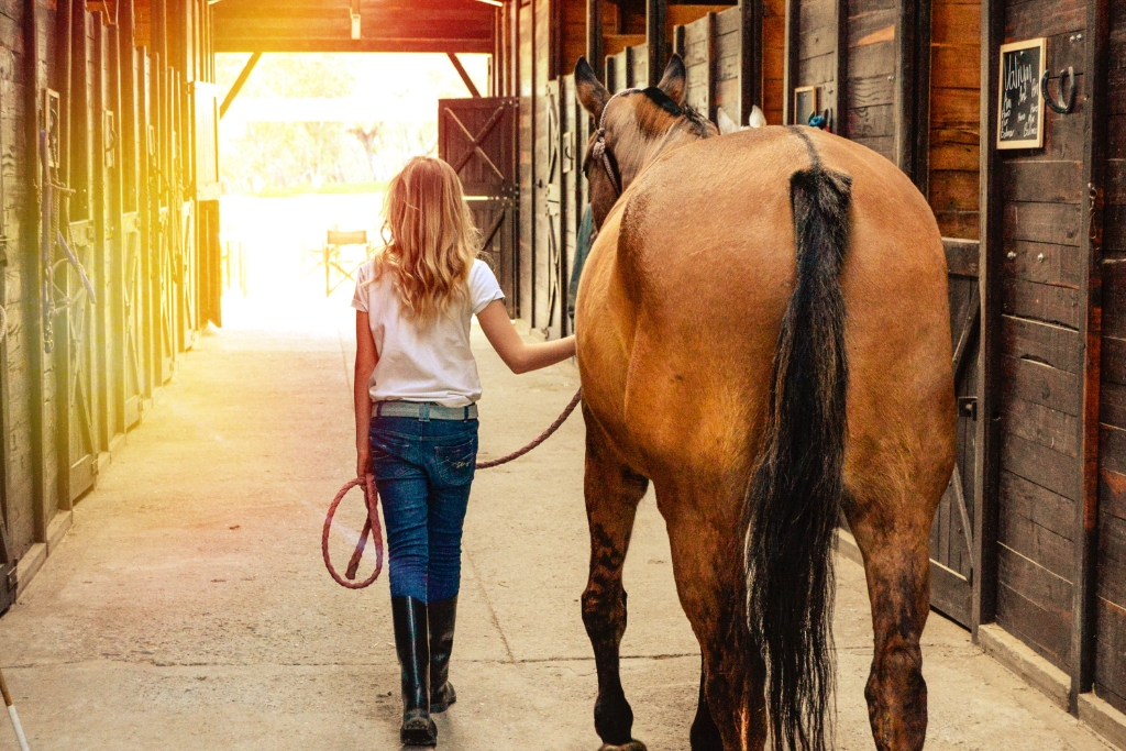 Mitos y Verdades sobre la Compra de Caballos