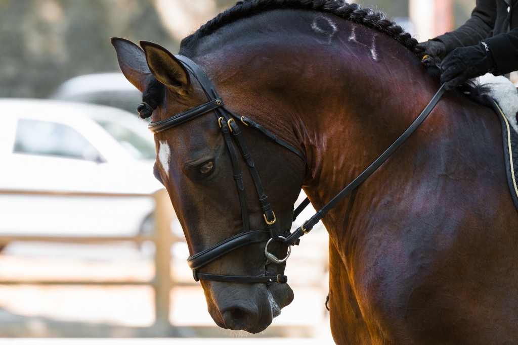 Mitos y Verdades sobre la Compra de Caballos