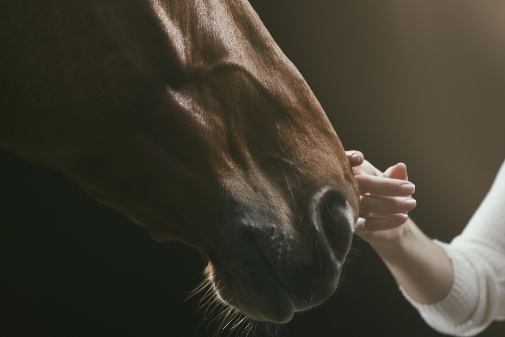 Mitos y Verdades sobre la Compra de Caballos