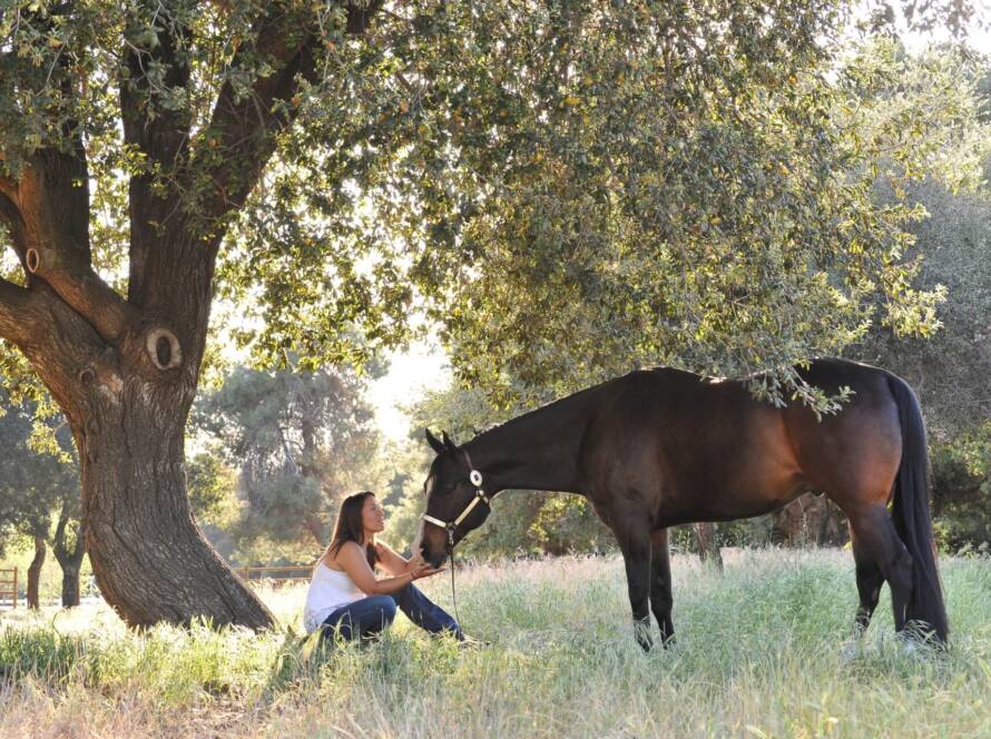 Mitos y Verdades sobre la Compra de Caballos