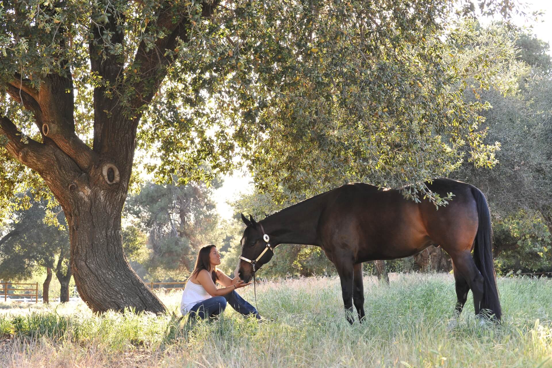 Mitos y Verdades sobre la Compra de Caballos