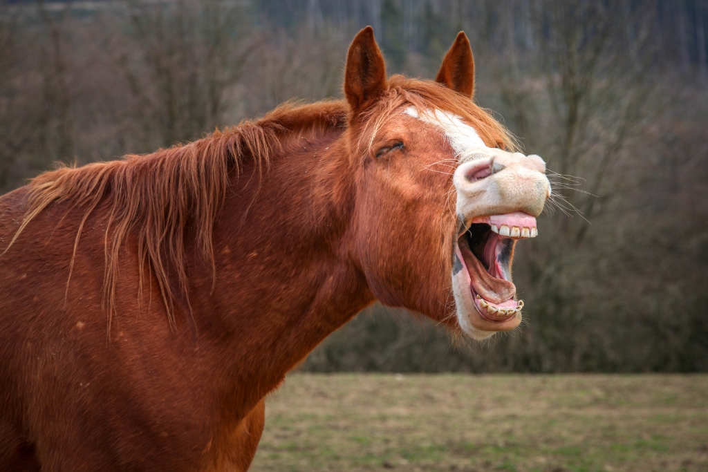 Estrés en los Caballos: Identificación, Causas y Cómo Manejarlo