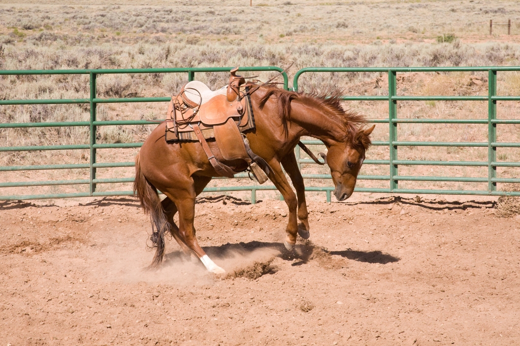 Estrés en los Caballos: Identificación, Causas y Cómo Manejarlo