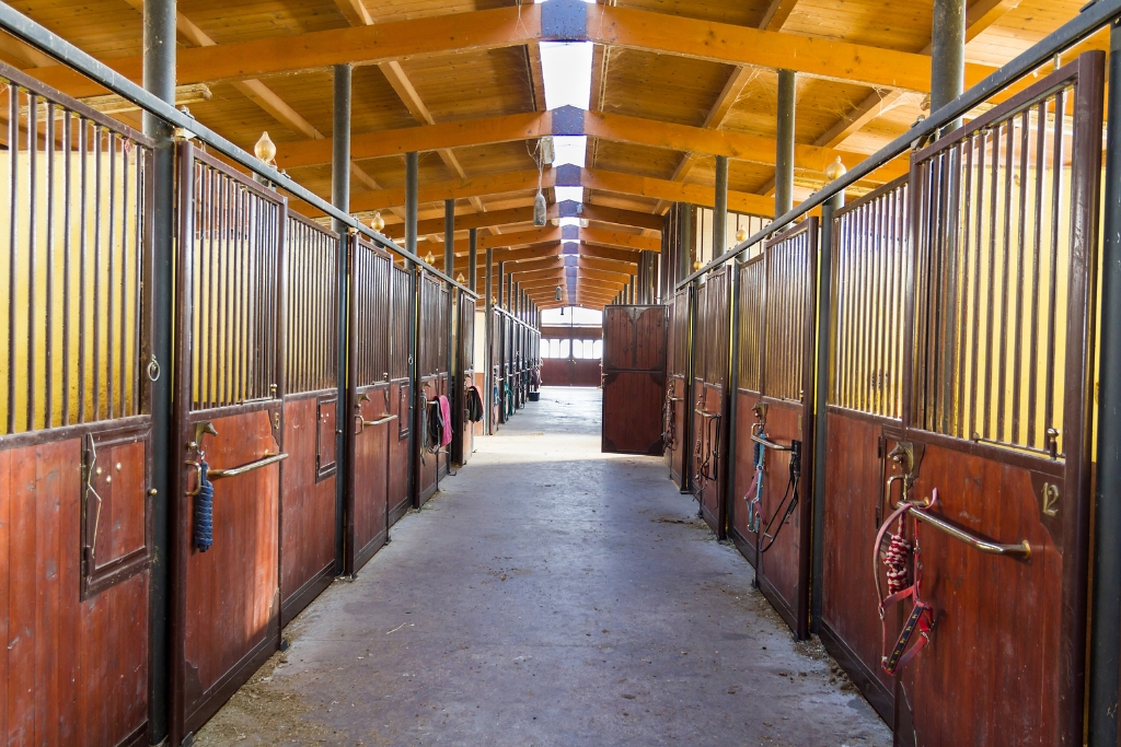 La Importancia de la Limpieza en los Criaderos para la Salud y Desenvolvimiento de los Caballos