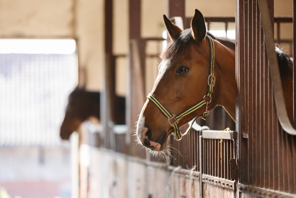 La Importancia de la Limpieza en los Criaderos para la Salud y Desenvolvimiento de los Caballos