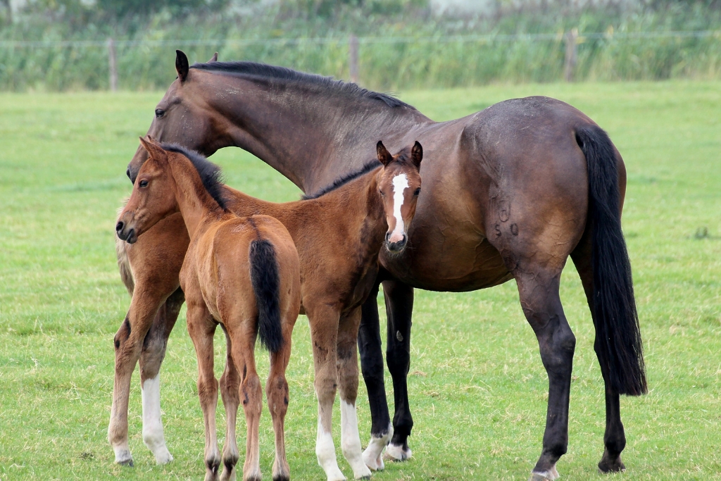 Conoce la Parte Sentimental de los Caballos