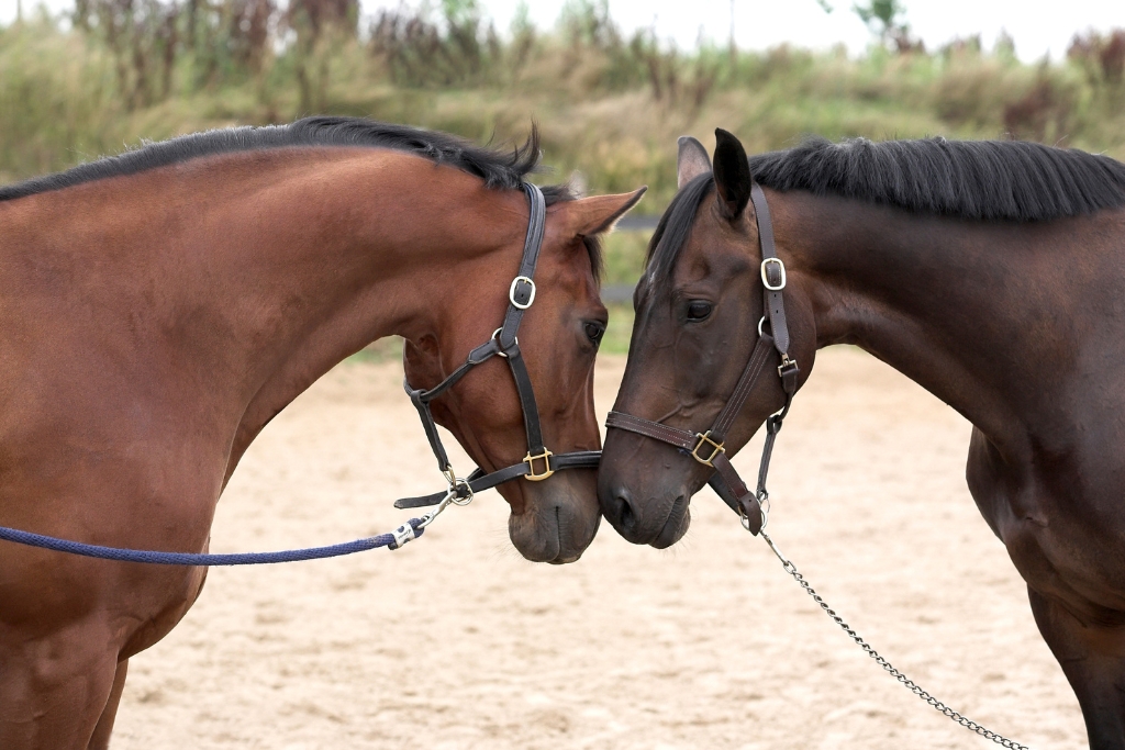 Conoce la Parte Sentimental de los Caballos