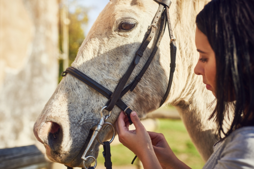 La Pasión por los Caballos: Un vínculo que Trasciende el Tiempo