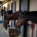 La Importancia de la Limpieza en los Criaderos para la Salud y Desenvolvimiento de los Caballos