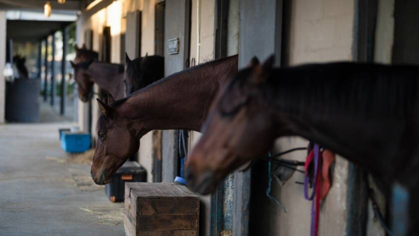 La Importancia de la Limpieza en los Criaderos para la Salud y Desenvolvimiento de los Caballos