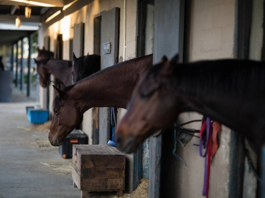 La Importancia de la Limpieza en los Criaderos para la Salud y Desenvolvimiento de los Caballos