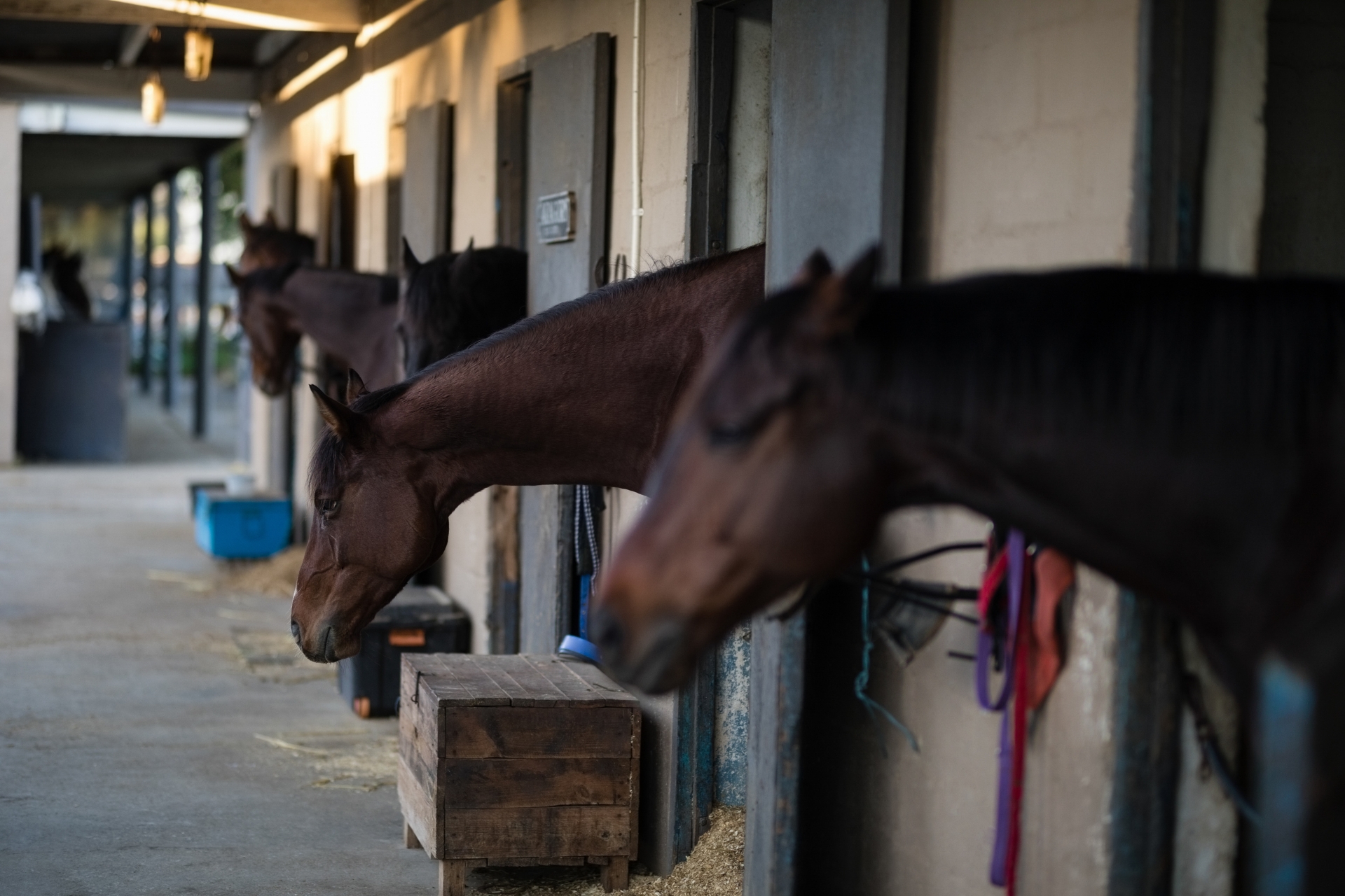 La Importancia de la Limpieza en los Criaderos para la Salud y Desenvolvimiento de los Caballos