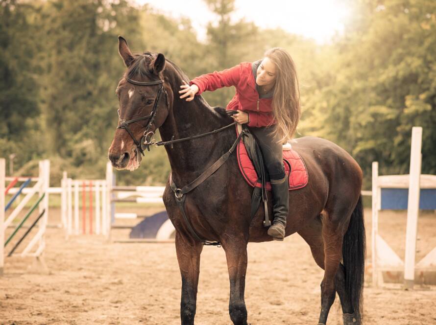 Conoce la Parte Sentimental de los Caballos