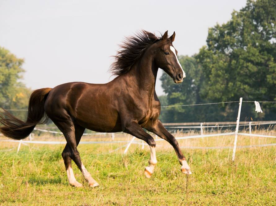 Estrés en los Caballos: Identificación, Causas y Cómo Manejarlo