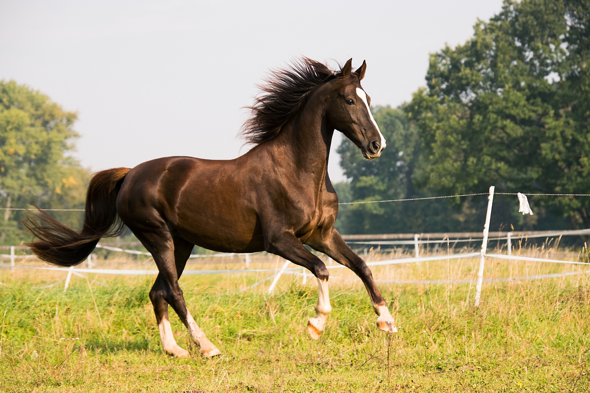 Estrés en los Caballos: Identificación, Causas y Cómo Manejarlo