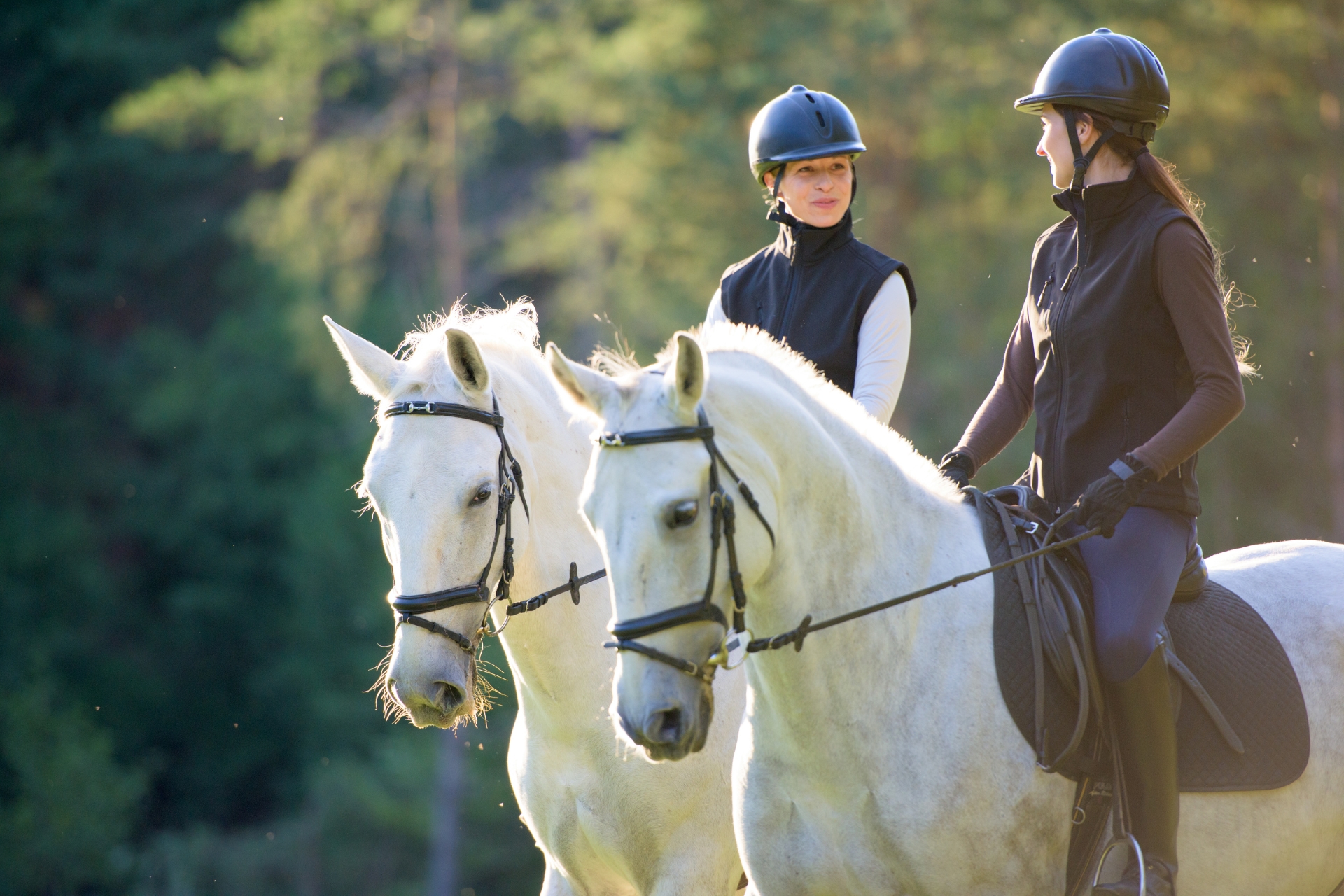 La Pasión por los Caballos: Un vínculo que Trasciende el Tiempo